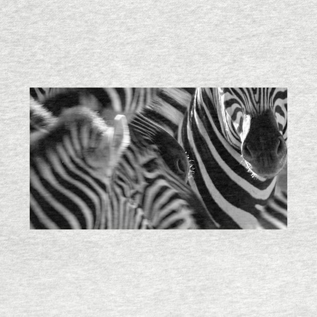 Zebra print monochrome series 2 by brians101